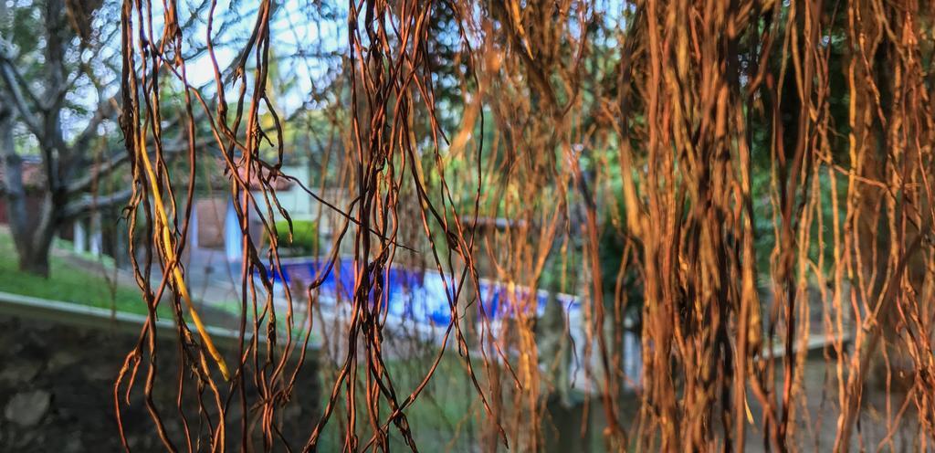 Airport Green Olive Villa Katunayaka Εξωτερικό φωτογραφία